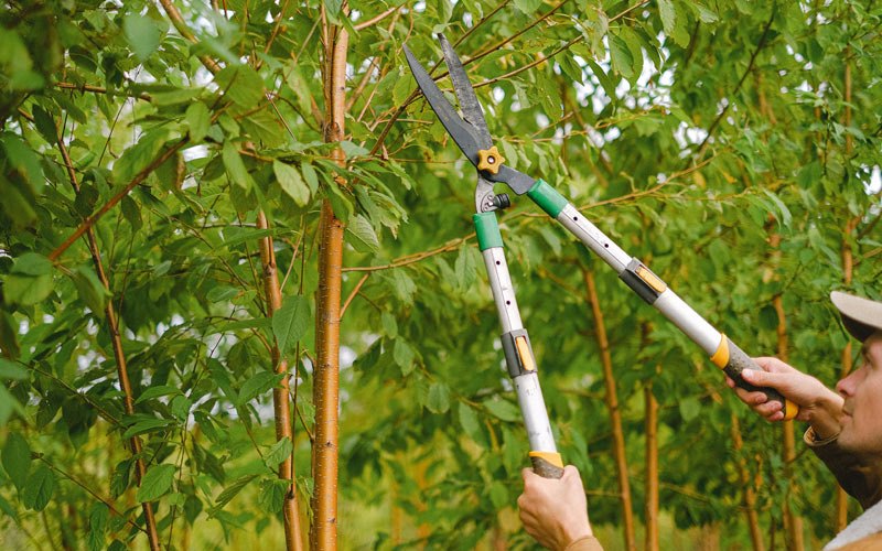 Tree trimming in Dayton, OR