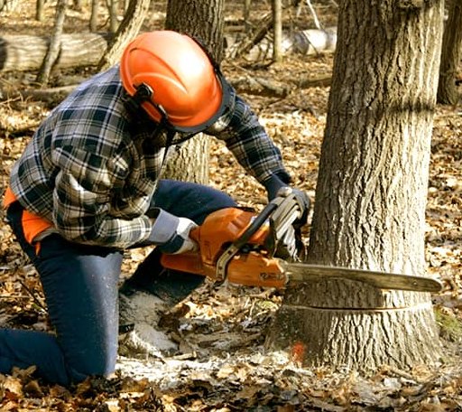Tree Removal in Dayton, OR
